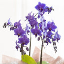 ブルージーン／Blue Gene 【世界初の青い胡蝶蘭】