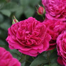 2.ダーシー・バッセル【イングリッシュローズ】6号鉢植え　