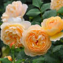 ロアルド・ダール【イングリッシュローズ】 12月下旬～1月頃発送