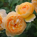 ロアルド・ダール【イングリッシュローズ】 12月下旬～1月頃発送