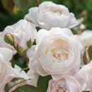 デスデモーナ【イングリッシュローズ】 12月下旬～1月頃発送