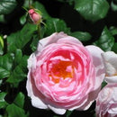 セプタード・アイル【イングリッシュローズ】12月下旬～1月頃発送