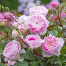 サイラス・マーナ―【イングリッシュローズ】  12月下旬～1月頃発送