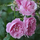 ハーロウ・カー【イングリッシュローズ】 12月下旬～1月頃発送