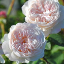 ジ・オルブライトン・ランブラー【イングリッシュローズ】 12月下旬～1月頃発送