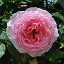 ジェームズ・ギャルウェイ【イングリッシュローズ】 12月下旬～1月頃発送