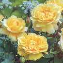 ザ・ポエッツ・ワイフ【イングリッシュローズ】　  12月下旬～1月頃発送