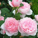 クイーン・オブ・スウェーデン【イングリッシュローズ】　 12月下旬～1月頃発送