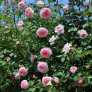 ジェームズ・ギャルウェイ【イングリッシュローズ】 12月下旬～1月頃発送