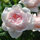 クイーン・オブ・スウェーデン【イングリッシュローズ】　 12月下旬～1月頃発送