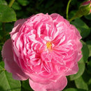 ハーロウ・カー【イングリッシュローズ】 12月下旬～1月頃発送