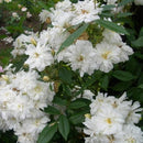 スノー・グース【イングリッシュローズ】 12月下旬～1月頃発送