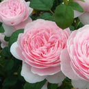 クイーン・オブ・スウェーデン【イングリッシュローズ】　 12月下旬～1月頃発送