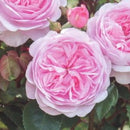 オリビア・ローズ・オースチン【イングリッシュローズ】  12月下旬～1月頃発送