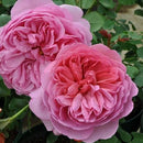 プリンセス・アレキサンドラ・オブ・ケント【イングリッシュローズ】  12月下旬～1月頃発送