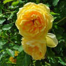 グラハム・トーマス【イングリッシュローズ】  12月下旬～1月頃発送