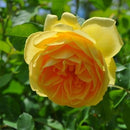 グラハム・トーマス【イングリッシュローズ】  12月下旬～1月頃発送