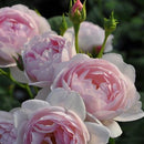 セプタード・アイル【イングリッシュローズ】12月下旬～1月頃発送