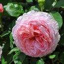 ジェームズ・ギャルウェイ【イングリッシュローズ】 12月下旬～1月頃発送