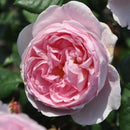 セプタード・アイル【イングリッシュローズ】12月下旬～1月頃発送