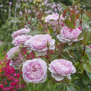 サイラス・マーナ―【イングリッシュローズ】  12月下旬～1月頃発送