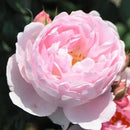 セプタード・アイル【イングリッシュローズ】12月下旬～1月頃発送