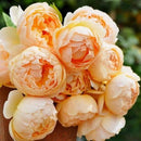 ジュード・ジ・オブスキュア【イングリッシュローズ】 12月下旬～1月頃発送