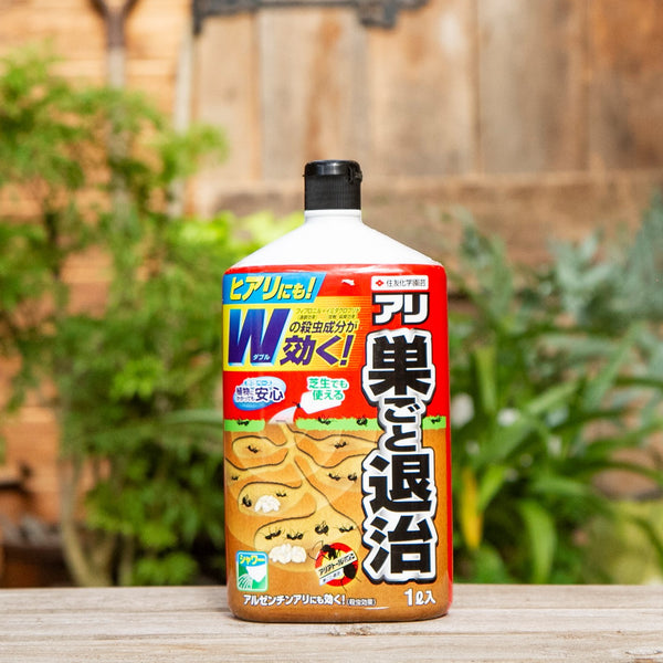 訳アリ特価。山採りハイノキ。 山採りハイノキ