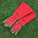 ウェストカウンティローズ　グローブ（ルビー）／WEST COUNTY　