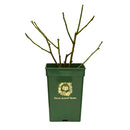 スノー・グース【イングリッシュローズ】 12月下旬～1月頃発送