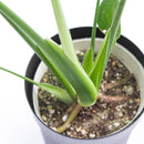 モンステラ　デリシオサ／Monstera deliciosa