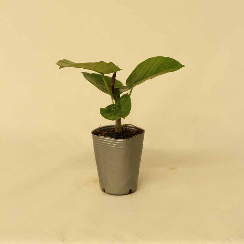 フィカス・ウンベラータ／Ficus umbellata