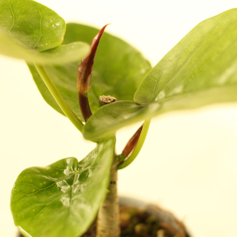 フィカス・ウンベラータ／Ficus umbellata