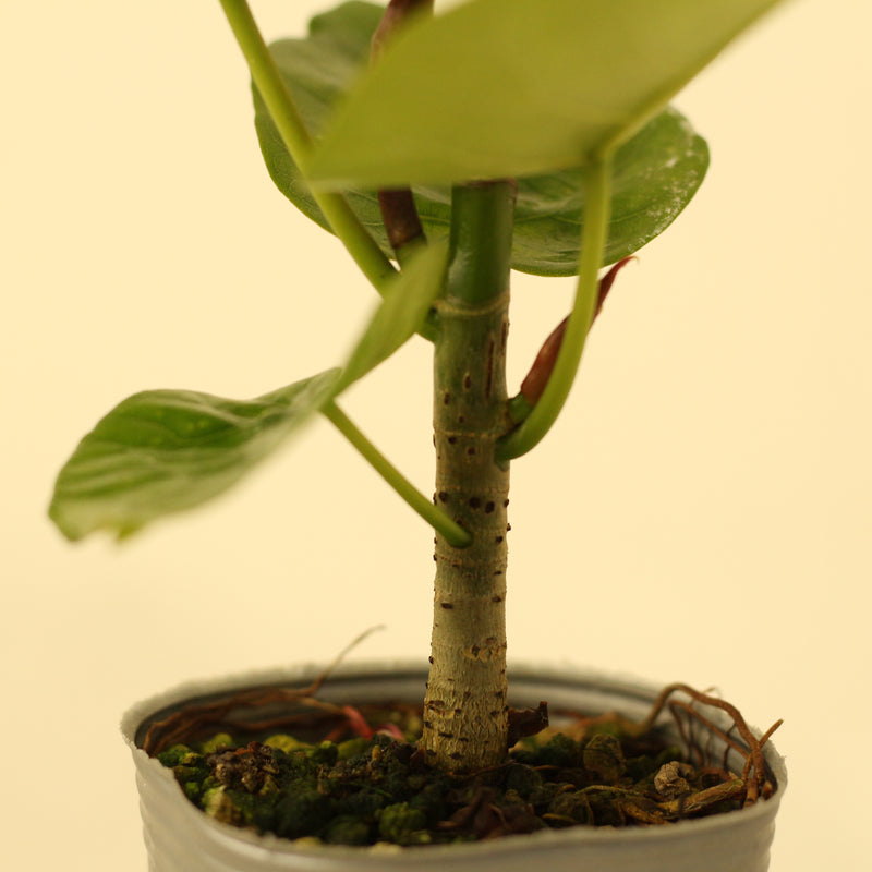 フィカス・ウンベラータ／Ficus umbellata