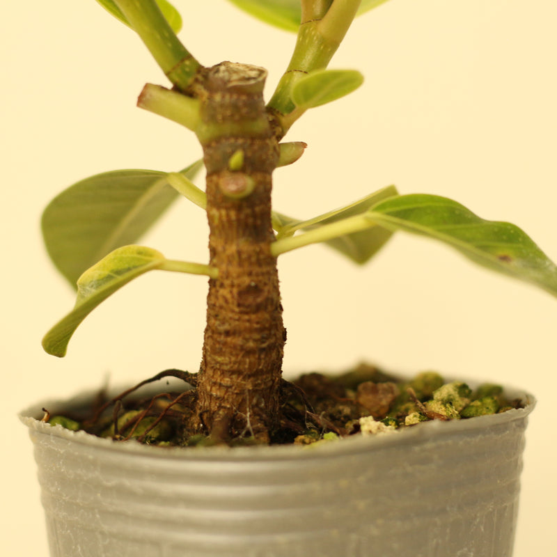 フィカス・アルティシマ／Ficus altissima