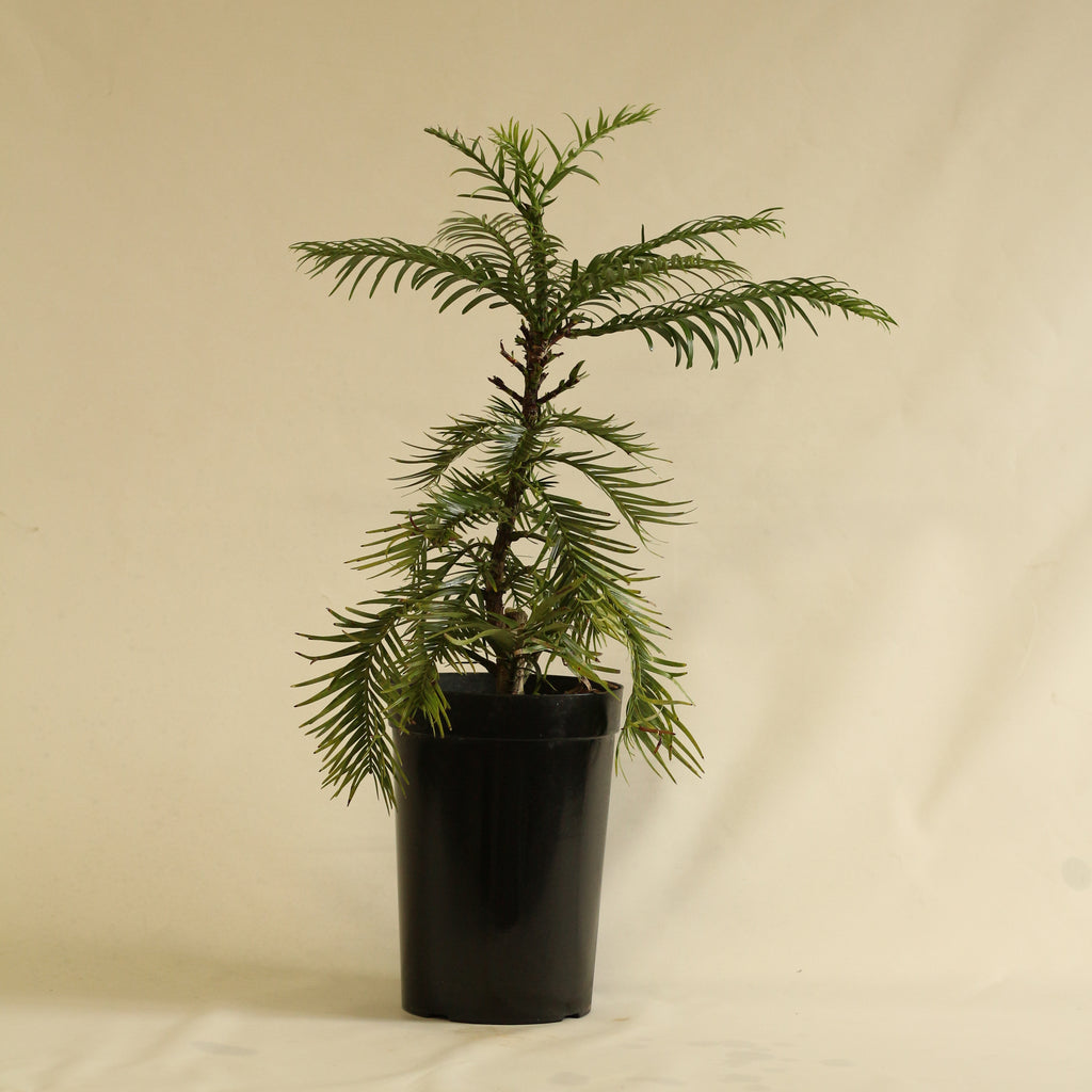 ジュラシック ツリー（Jurassic Tree）：Wollemi Pine