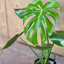モンステラ　デリシオサ／Monstera deliciosa
