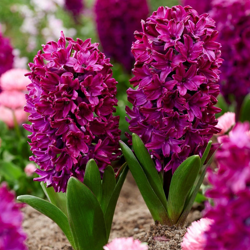 ヒヤシンス　ウッドストック/Hyacinthus orientalis 'Woodstock'