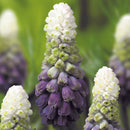 ムスカリ グレープアイス／Muscari Grape ice