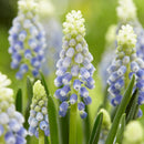 ムスカリ ジュリア／Muscari Julia