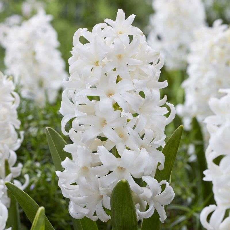 ヒヤシンス　カーネギー／Hyacinthus orientalis 'Carnegie'