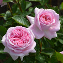 メアリー・レノックス【ロサオリエンティス】　 12月下旬～1月頃発送