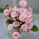 プチ・ポワン【河本バラ園】　 12月下旬～1月頃発送