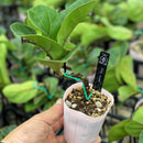 ステムアジャスター ６個セット／STEM ADJUSTER　【曲げ創る道具】