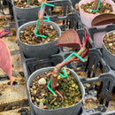 ステムアジャスター ６個セット／STEM ADJUSTER　【曲げ創る道具】