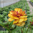 ラナンキュラスラックス　【サティロス】 1月上旬より順次発送