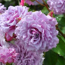 コリンクレイヴン  【ロサオリエンティス】　 12月下旬～1月頃発送