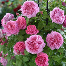 ローズ・ポンパドゥール【デルバールローズ】  12月下旬～1月頃発送