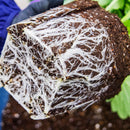 ラナンキュラスラックス　【ニノス】 1月上旬より順次発送