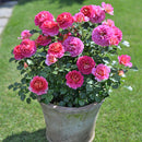 エスプリ・ドゥ・パリ【デルバールローズ】  12月下旬～1月頃発送